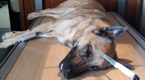 Собака получила удар ножом в голову, спасая своего хозяина - Sputnik Беларусь