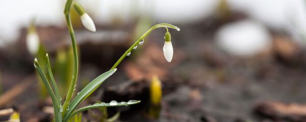 Подснежник  - Sputnik Беларусь