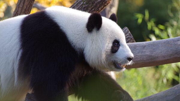 Большая панда, архивное фото - Sputnik Беларусь