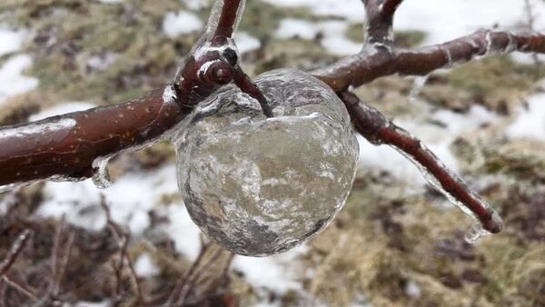 Ледяные яблоки-призраки выросли в саду американского фермера - Sputnik Беларусь