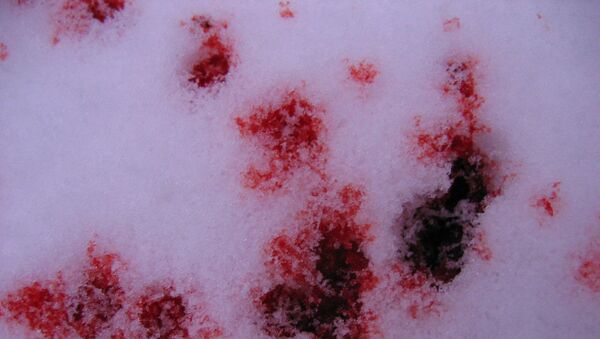 Кровь на снегу, архивное фото - Sputnik Беларусь