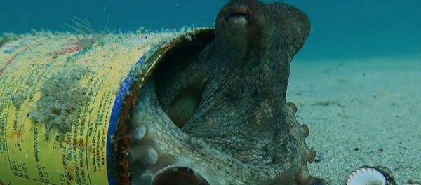 Однушка в бутылке и вольер-покрышка: как морские обитатели обживают мусор - Sputnik Беларусь