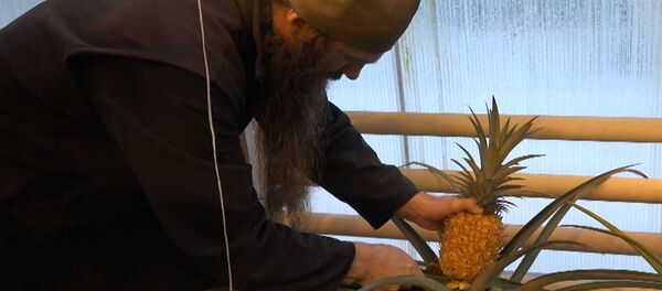 Валаамский ананас - Sputnik Беларусь