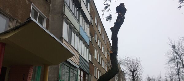 Еще совсем недавно это бревно было плакучей ивой Еще совсем недавно это бревно было плакучей ивой - Sputnik Беларусь