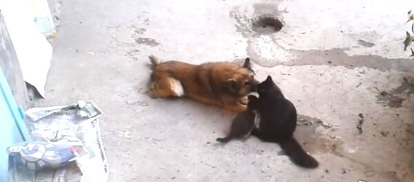 Видео дружбы кошки с собакой Видео дружбы кошки с собакой - Sputnik Беларусь