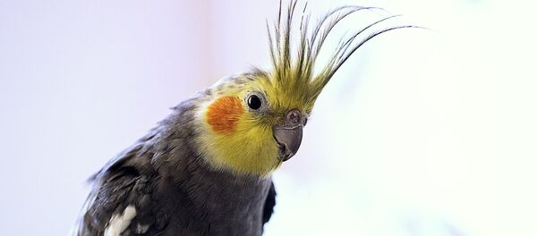 Папугай - Sputnik Беларусь