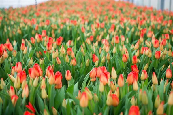 Маленькая Голландия в Минске: как выращивают тюльпаны к 8 Марта - Sputnik Беларусь