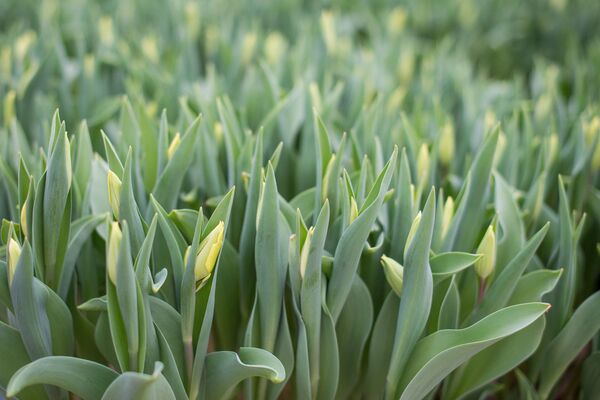 Маленькая Голландия в Минске: как выращивают тюльпаны к 8 Марта - Sputnik Беларусь