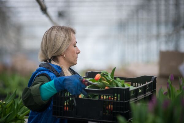 Маленькая Голландия в Минске: как выращивают тюльпаны к 8 Марта - Sputnik Беларусь