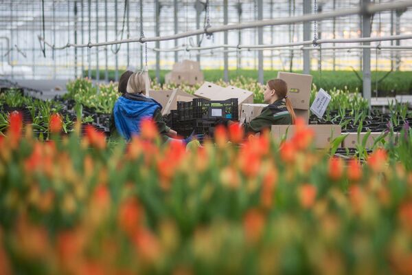Маленькая Голландия в Минске: как выращивают тюльпаны к 8 Марта - Sputnik Беларусь