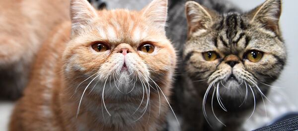 Кошки породы экзотическая короткошерстная - Sputnik Беларусь