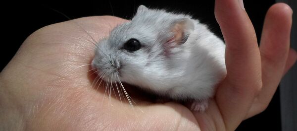 Хомяк, архивное фото - Sputnik Беларусь