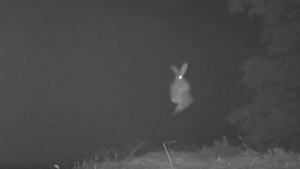 Очень трусливый заяц испугался своей тени и попал на видео - Sputnik Беларусь
