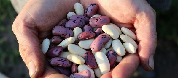 Фасоля - Sputnik Беларусь