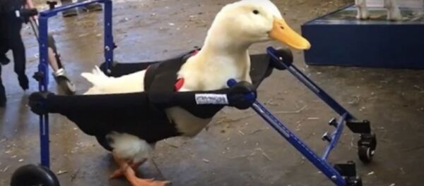 Утка-инвалид учится ходить с помощью коляски - Sputnik Беларусь