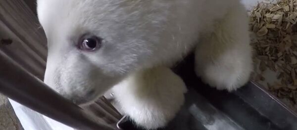 Милый медвежонок Милый медвежонок - Sputnik Беларусь