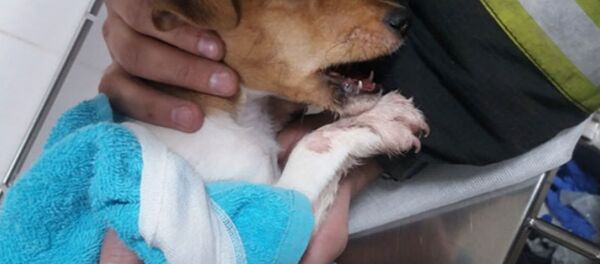 Щенок застрял в металлических прутьях вешалки - Sputnik Беларусь