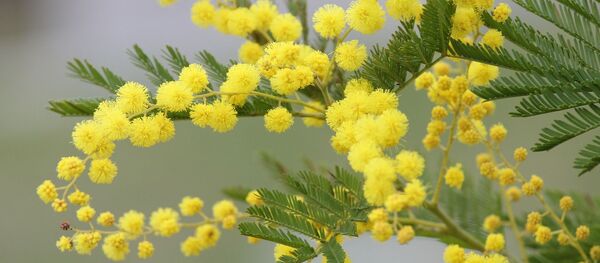 Мимоза, архивное фото - Sputnik Беларусь