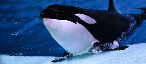 Косатка во время выступления в Центре океанографии и морской биологии Москвариум  - Sputnik Беларусь