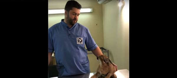 Как ветеринар нашел подход даже к злобному каракалу - видео - Sputnik Беларусь