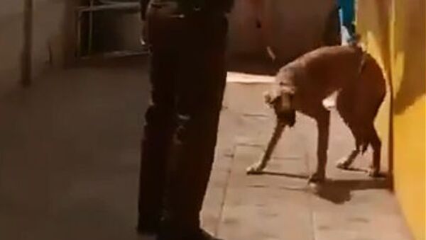 Полицейский спас щенка - Sputnik Беларусь