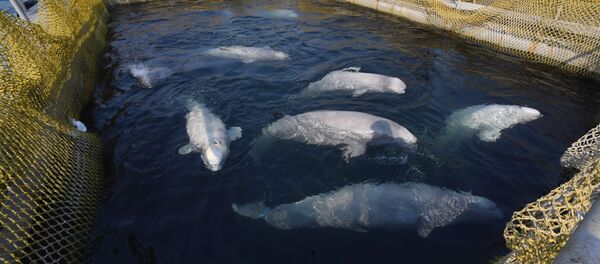 Косатки и белухи в приморской бухте Средняя - Sputnik Беларусь