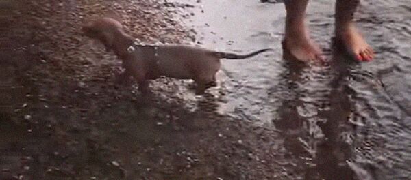 Такса упала в лужу - Sputnik Беларусь