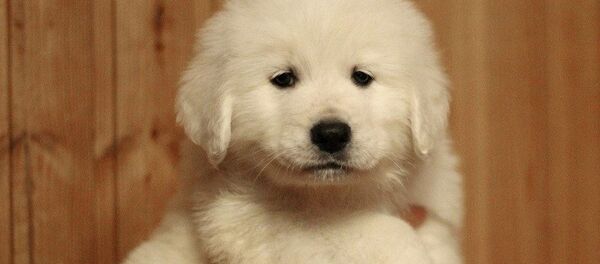 Щенок маремма-абруццкой овчарки - Sputnik Беларусь