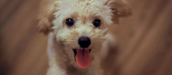 Бишон фризе - Sputnik Беларусь