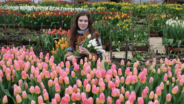 К 8 Марта на Гродно Азот вырастили более 40 тысяч тюльпанов - Sputnik Беларусь