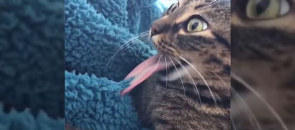 Нелепые ситуации с кошками - Sputnik Беларусь