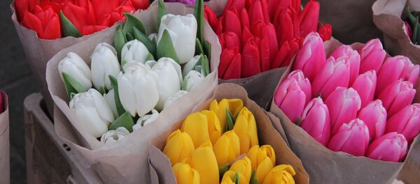 Тюльпаны к 8 марта - Sputnik Беларусь