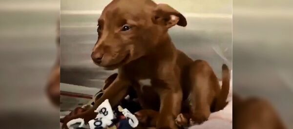 Щенок радуется, увидев новых хозяев - Sputnik Беларусь