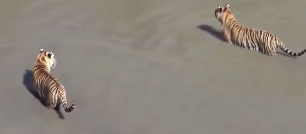 Дерзкая утка обманула тигров - Sputnik Беларусь