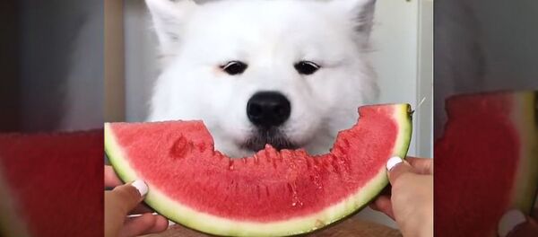 Самый милый песик интернета - Sputnik Беларусь