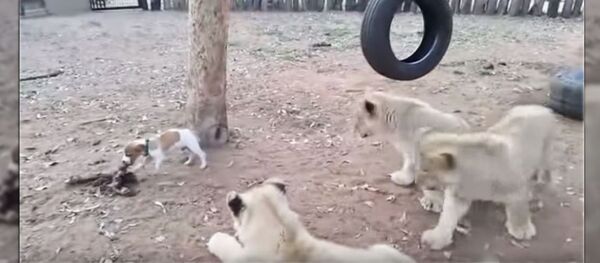 Песик против львов - Sputnik Беларусь