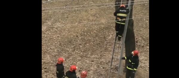 Сотрудники МЧС в Могилеве спасли с дерева котика - Sputnik Беларусь