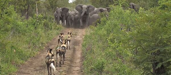 Слоны защитили детенышей - Sputnik Беларусь