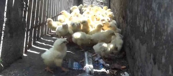 Цыплята в водостоке - Sputnik Беларусь