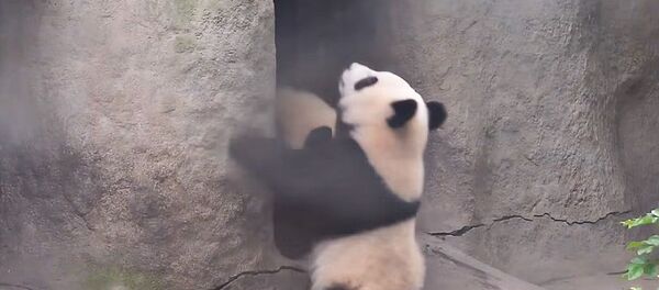 Видео с падающими пандами - Sputnik Беларусь