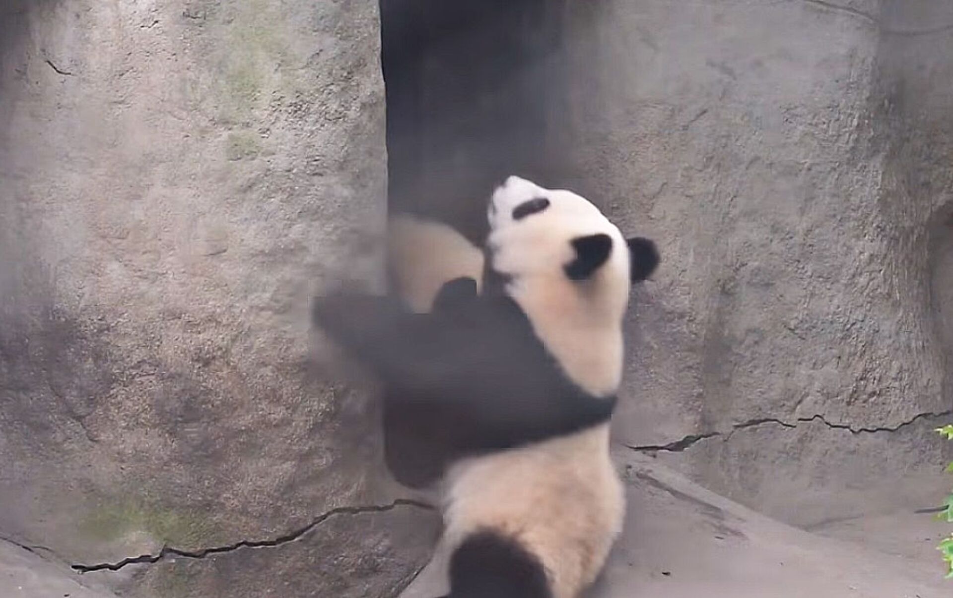 Смешные панды падают в ямы. Панда падает с бамбука. Если медведь упал то это Панда. Больно ли пандам падать.