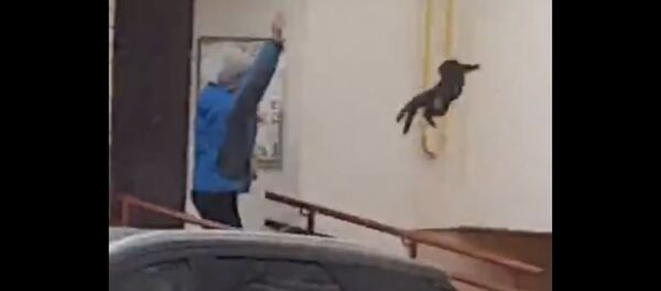 Самый страшный зверь. Как люди отбились от лося с помощью кота - Sputnik Беларусь