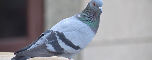 Почтовый голубь - Sputnik Беларусь