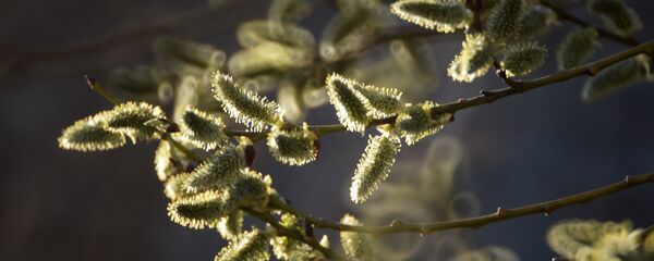 У Беларусь прыйшла сапраўдная вясна? Метэаролаг - пра надвор'е ў бліжэйшыя дні У Беларусь прыйшла сапраўдная вясна? Метэаролаг - пра надвор'е ў бліжэйшыя дні - Sputnik Беларусь