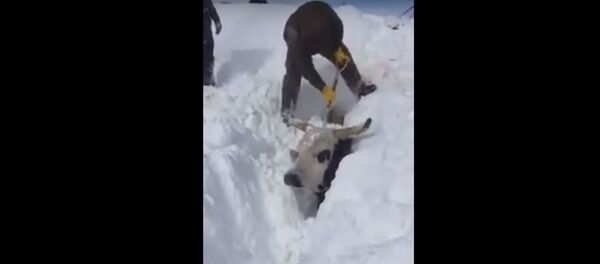 Коров в США пришлось выкапывать из снега  - Sputnik Беларусь