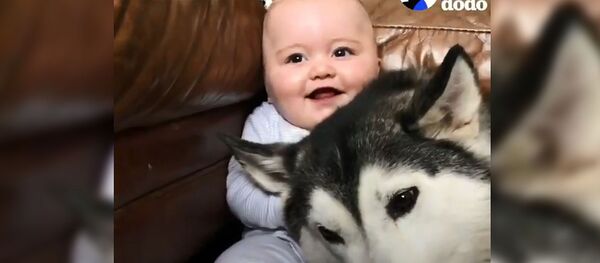 Хаски - няня - Sputnik Беларусь