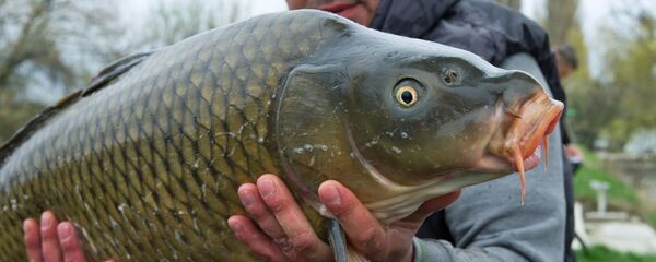 Чемпионат по ловле карпа - Sputnik Беларусь