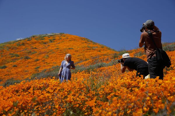 Цветение полевых цветов на холмах у озера Эльсинор в Калифорнии - Sputnik Беларусь