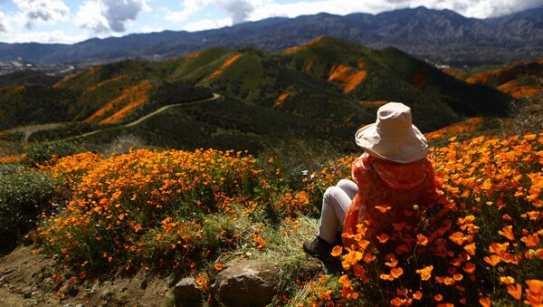 Цветение полевых цветов в Уокер-Каньоне у озера Эльсинор в Калифорнии - Sputnik Беларусь