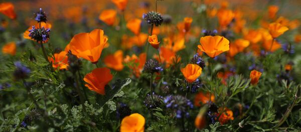 Валошкі і макі Валошкі і макі - Sputnik Беларусь